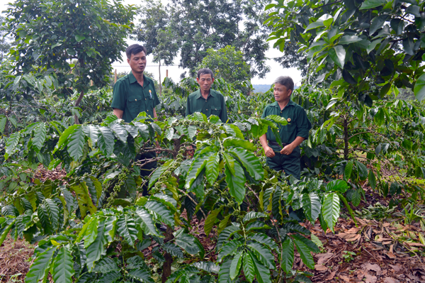 Các CCB thăm vườn cây của hội viên Nguyễn Văn Kỳ (thôn Hưng Tiến, xã Ia Phìn, huyện Chư Prông). Ảnh: Hoàng Cư 