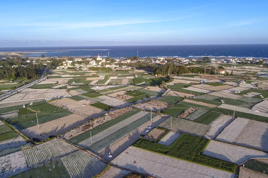 Trên đảo Lý Sơn, 2 loại cây trồng chính là hành và tỏi. Mùa tỏi thường bắt đầu vào tháng 10 và kết thúc vào tháng 2 dương lịch. Thời gian còn lại quanh năm, người dân tận dụng để trồng hành. Ảnh: Tùng Lâm/Vietnam+