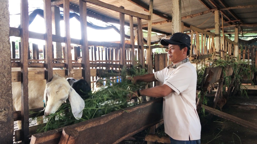 Nhờ tham gia mô hình liên kết nông hội, anh Nguyễn Văn Quý (thôn Linh Nham, xã Đak Djrăng, huyện Mang Yang) có thu nhập ổn định với hơn 350 triệu đồngnăm