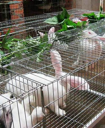 Với cách nuôi thỏ trong rọ, mỗi năm anh Tấn thu lãi gần 300 triệu đồng.  Với cách nuôi thỏ trong rọ, mỗi năm anh Tấn thu lãi gần 300 triệu đồng.
