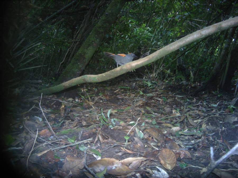 Khướu Ngọc Linh chụp bằng bẫy ảnh tại Kon Plông. Ảnh: FFI. 