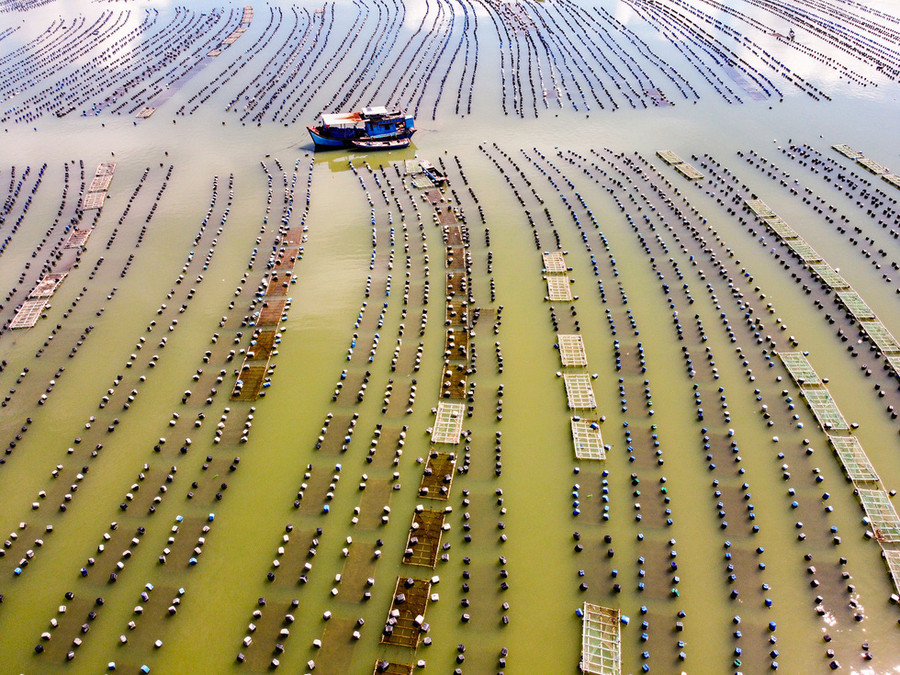 Giải nhì thuộc về tác phẩm Bè nuôi hào của tác giả Bùi Văn Nghiệp