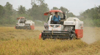 Xuất khẩu gạo sang EU đòi hỏi phải đảm bảo các tiêu chuẩn trong trồng, chăm sóc, thu hoạch và bảo quản lúa gạo. Trong ảnh: Thu hoạch lúa ở Cần Thơ. Ảnh: Huỳnh Xây.