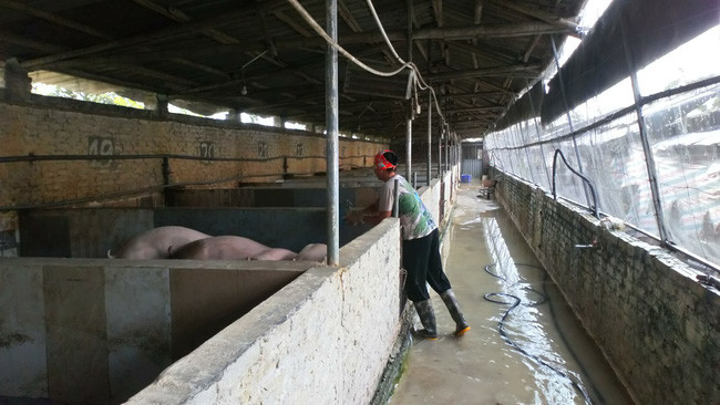 Toàn bộ ô chuồng nuôi lợn được anh Công sử dụng lưới ngăn ruồi muỗi, chuột, gián… xâm nhập. T.G Toàn bộ ô chuồng nuôi lợn được anh Công sử dụng lưới ngăn ruồi muỗi, chuột, gián… xâm nhập. T.G