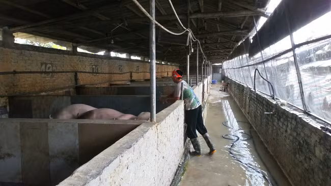 Toàn bộ ô chuồng nuôi lợn được anh Công sử dụng lưới ngăn ruồi muỗi, chuột, gián… xâm nhập. T.G