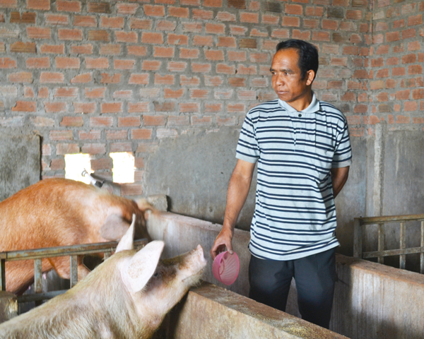  Ông Hyơm chăm sóc đàn heo. Ảnh: Hoàng Cư 