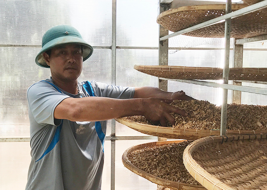 Chế biến xây dựng trà măng tây thành sản phẩm OCOP của địa phương. Ảnh: Nguyễn Diệp