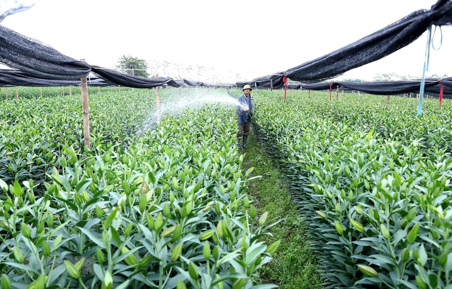 Quy hoạch sản xuất nông nghiệp theo tiêu chí nông thôn mới tại huyện Phúc Thọ, Hà Nội. (Ảnh minh họa: TTXVN) Quy hoạch sản xuất nông nghiệp theo tiêu chí nông thôn mới tại huyện Phúc Thọ, Hà Nội. (Ảnh minh họa: TTXVN)