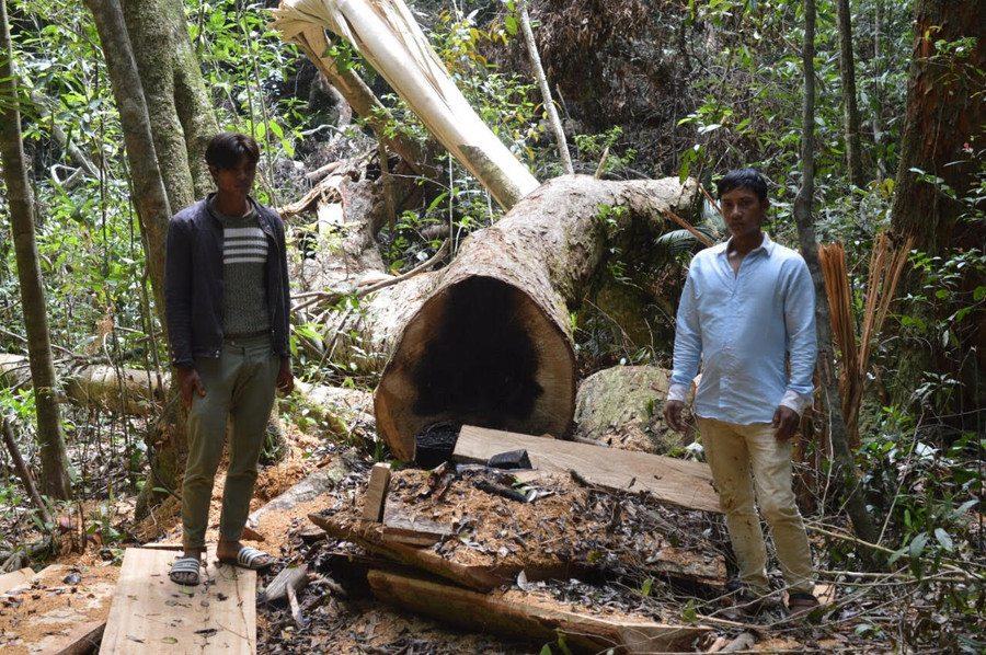 Hiện trường vụ cưa hạ cây dổi cổ thụ tại Khu Bảo tồn thiên nhiên Kon Chư Răng. Ảnh: Ngọc Thu Hiện trường vụ cưa hạ cây dổi cổ thụ tại Khu Bảo tồn thiên nhiên Kon Chư Răng. Ảnh: Ngọc Thu