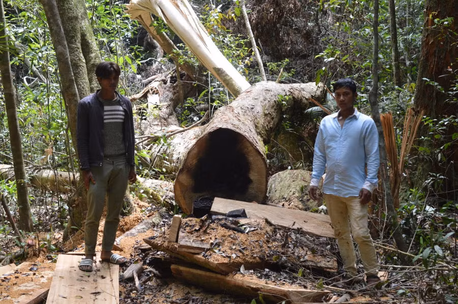 Hiện trường vụ cưa hạ cây dổi cổ thụ tại Khu Bảo tồn thiên nhiên Kon Chư Răng. Ảnh: Ngọc Thu