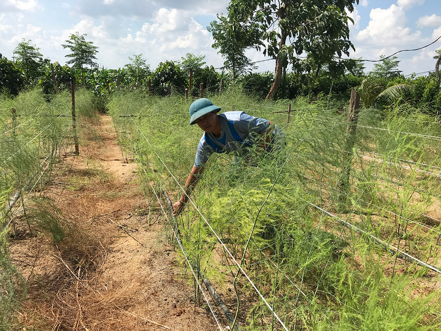  Vườn măng tây của ông Đỗ Văn Thiện (thị trấn Nhơn Hòa, huyện Chư Pưh) cho thu nhập khoảng 1 triệu đồng/ngày. Ảnh: N.D