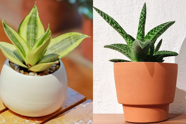 Cây lưỡi hổ có sức sống mạnh mẽ và không cần phải chăm sóc nhiều. Đồ họa: Phan Anh