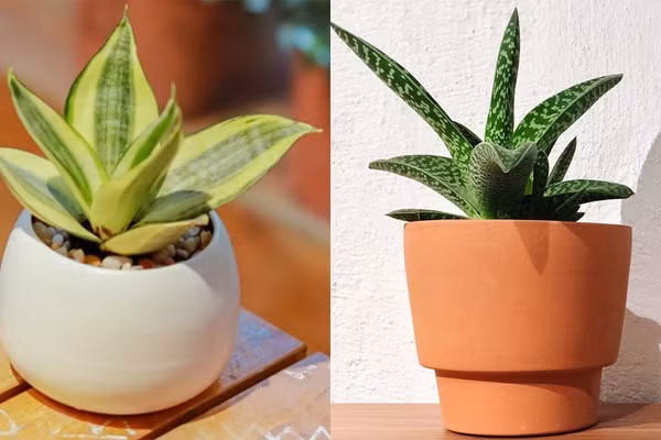 Cây lưỡi hổ có sức sống mạnh mẽ và không cần phải chăm sóc nhiều. Đồ họa: Phan Anh