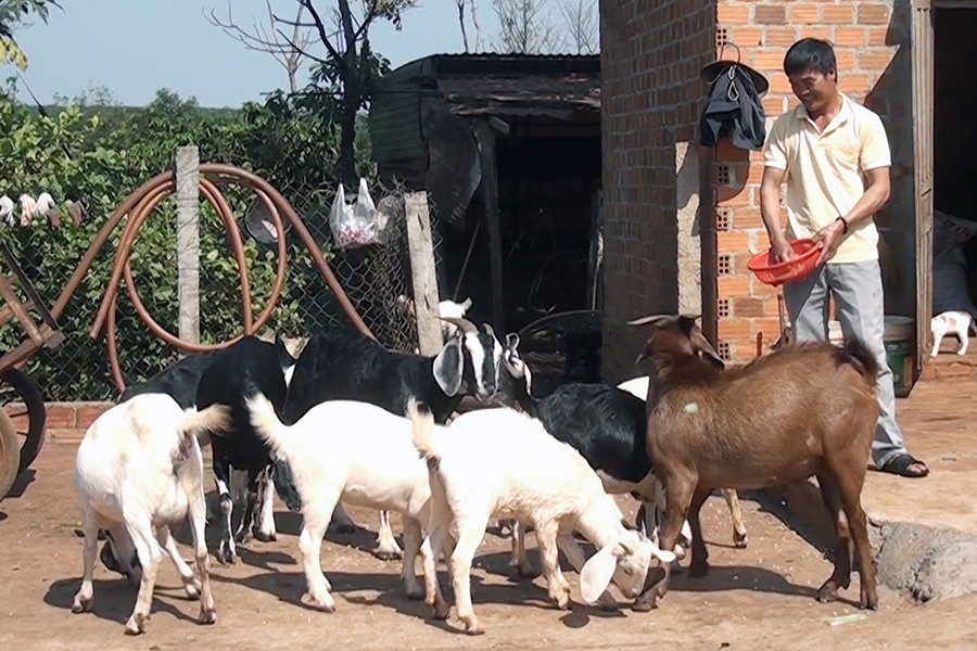  Anh Trần Mậu Nam (xã Ia Ko, huyện Chư Sê) chăm sóc đàn dê. Ảnh: N.S