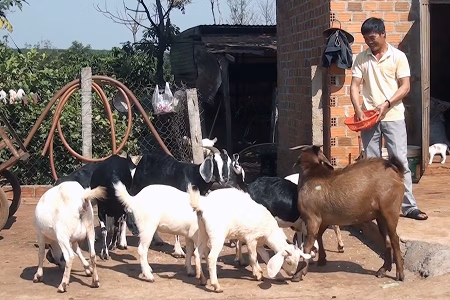  Anh Trần Mậu Nam (xã Ia Ko, huyện Chư Sê) chăm sóc đàn dê. Ảnh: N.S
