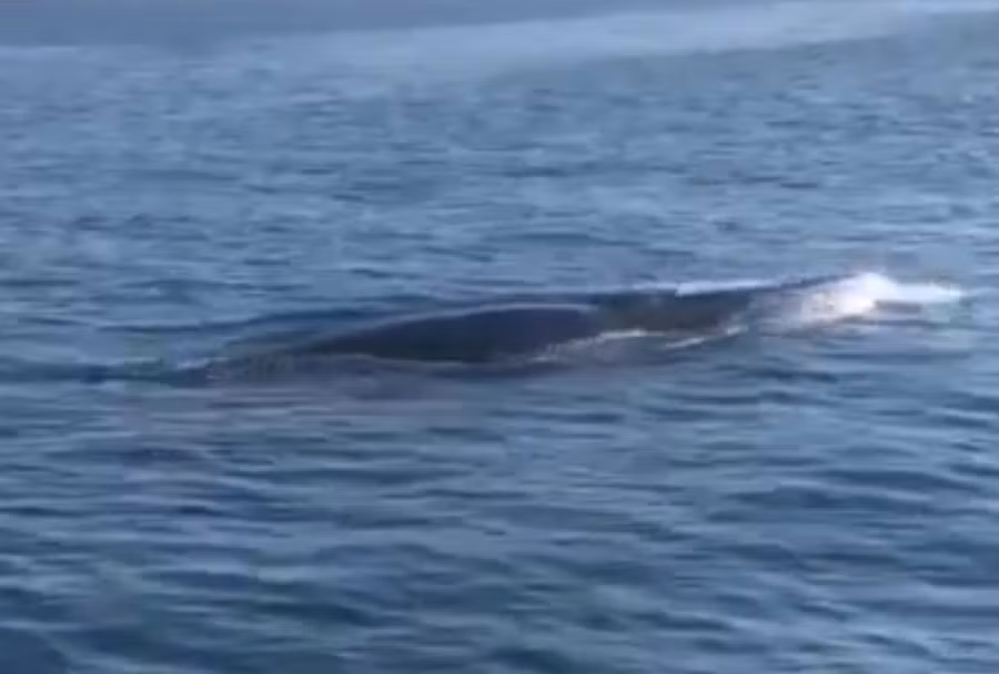  Hình ảnh chú cá voi khủng xuất hiện ở vùng biển Cù Lao Chàm sáng 15/7.