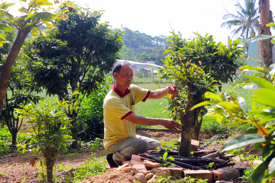 Ông Ngô Hồng (SN 1961, thôn Thượng An 2, xã Song An, thị xã An Khê) chăm sóc vườn mai. Ảnh: Ngọc Minh