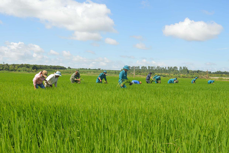 Lực lượng vũ trang huyện Ia Pa giúp người dân xã Pờ Tó làm lúa nước. Ảnh: Anh Huy Lực lượng vũ trang huyện Ia Pa giúp người dân xã Pờ Tó làm lúa nước. Ảnh: Anh Huy