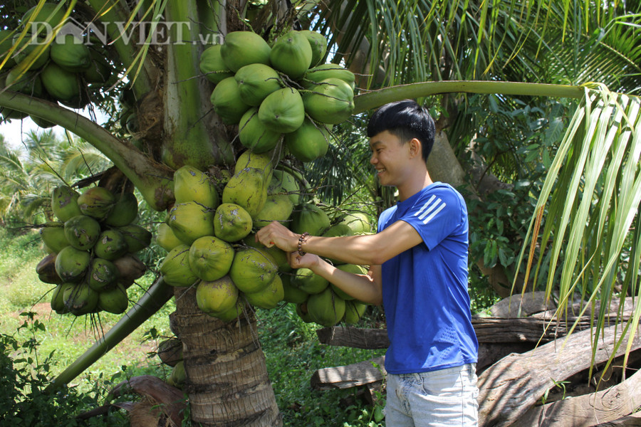 Mỗi cây dừa xiêm xanh lùn cho ra 18-24 buồng/năm - Theo Nguyễn Đức Thành. (Ảnh: PL)