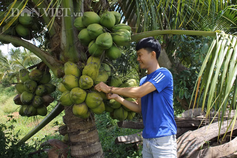 Mỗi cây dừa xiêm xanh lùn cho ra 18-24 buồng/năm - Theo Nguyễn Đức Thành. (Ảnh: PL)