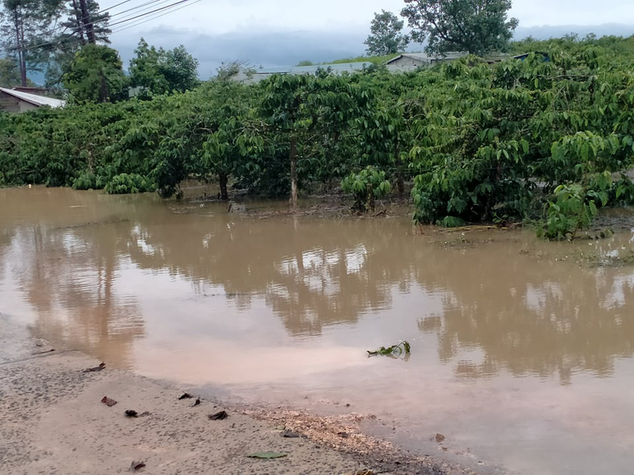 Nhiều diện tích cây trồng của người dân tại thôn Thanh Bình bị ngập.