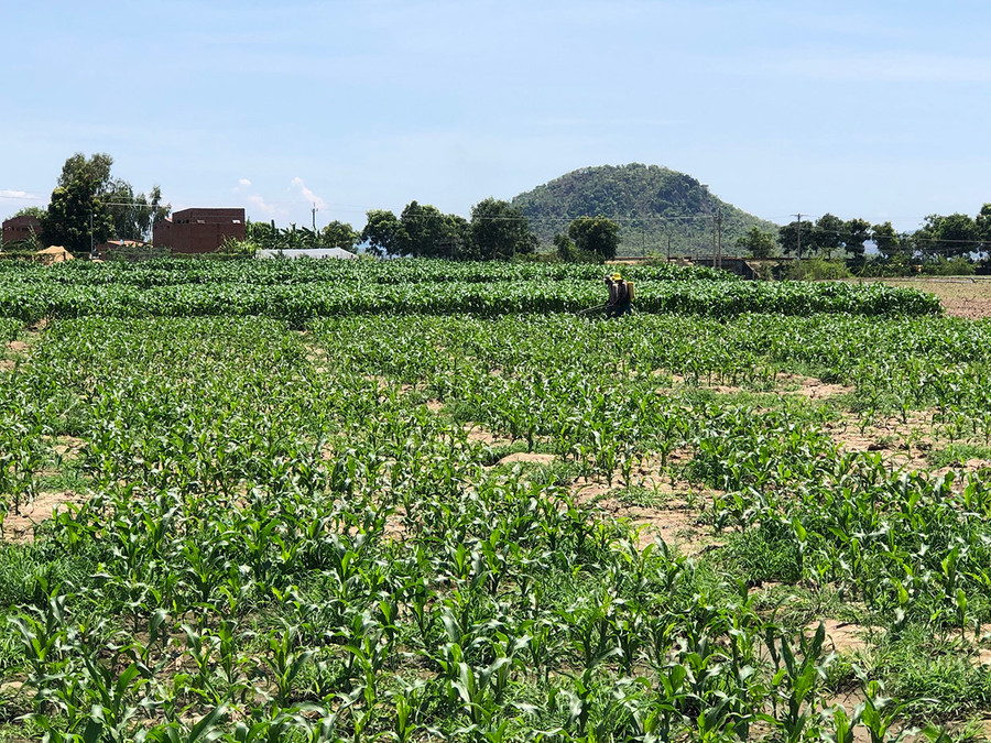 Người dân phun thuốc phòng trừ sâu keo mùa thu hại bắp. Ảnh: Lê nam