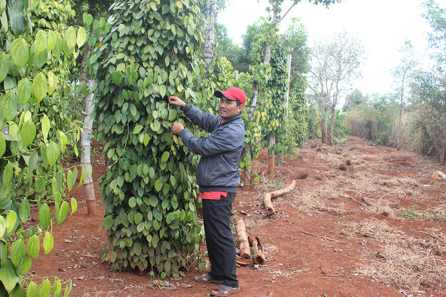 Giá hồ tiêu xuống thấp đã kéo giảm thu nhập của người nông dân. Ảnh: Nguyễn Diệp  Giá hồ tiêu xuống thấp đã kéo giảm thu nhập của người nông dân. Ảnh: N.D