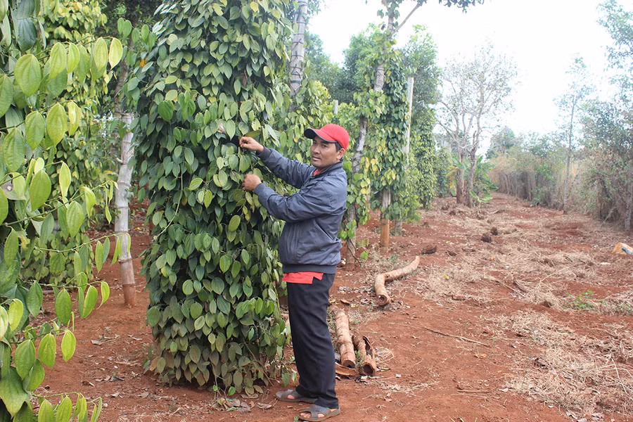  Giá hồ tiêu xuống thấp đã kéo giảm thu nhập của người nông dân. Ảnh: N.D