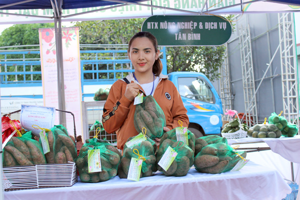 Khoai lang Lệ Cần được hỗ trợ sản xuất theo tiêu chuẩn VietGAP. Ảnh: N.D