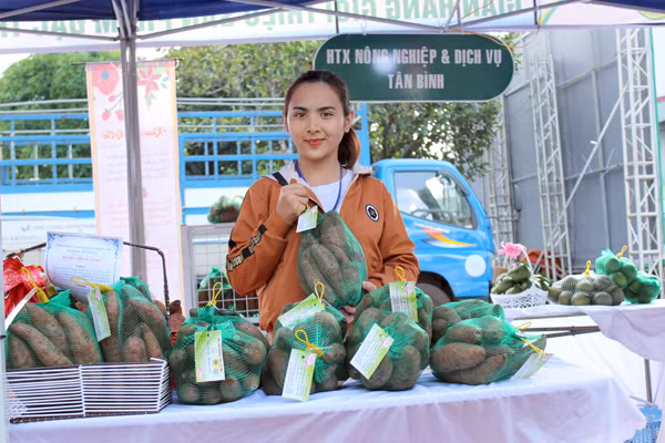 Khoai lang Lệ Cần được hỗ trợ sản xuất theo tiêu chuẩn VietGAP. Ảnh: N.D