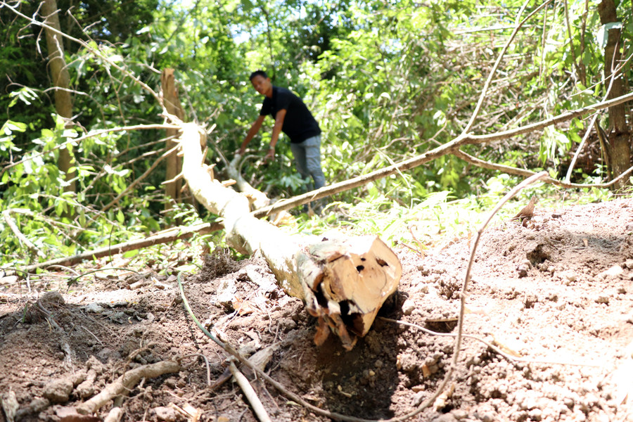 Tại hiện trường chỉ còn phần ngọn và cành của cây bằng lăng bị người dân cưa bỏ lại. Ảnh: Lê Văn Ngọc 