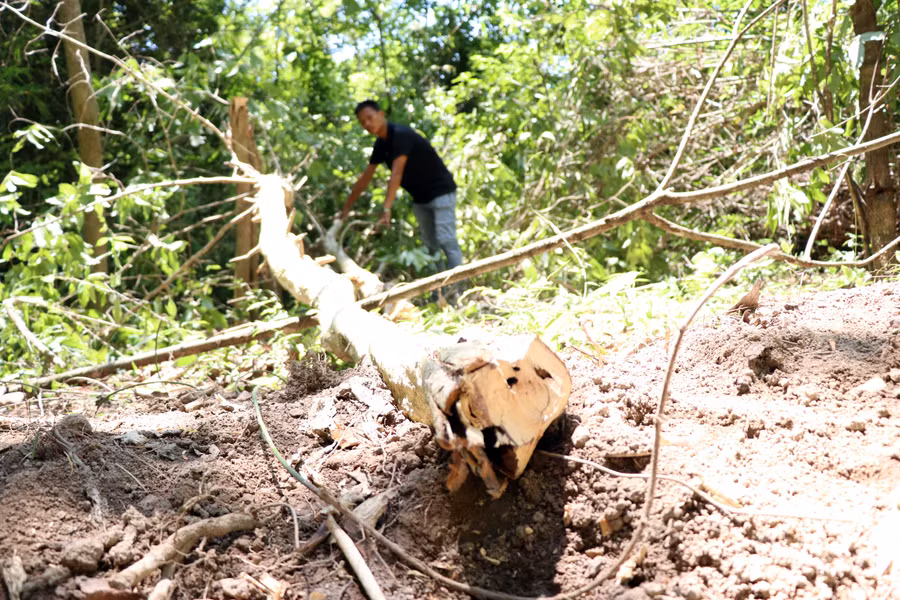 Tại hiện trường chỉ còn phần ngọn và cành của cây bằng lăng bị người dân cưa bỏ lại. Ảnh: Lê Văn Ngọc 