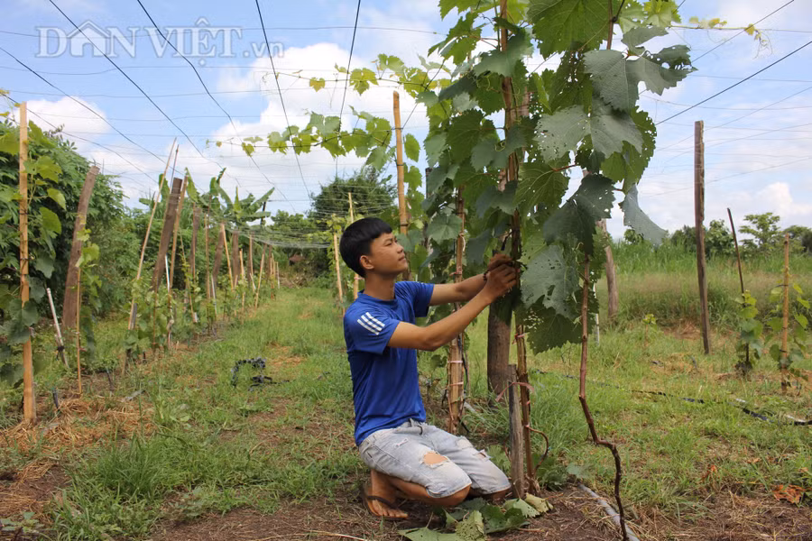 Hơn 70 gốc nho đen không hạt Trung Quốc sinh trưởng tốt dưới bàn tay của Thành. (Ảnh: PL)