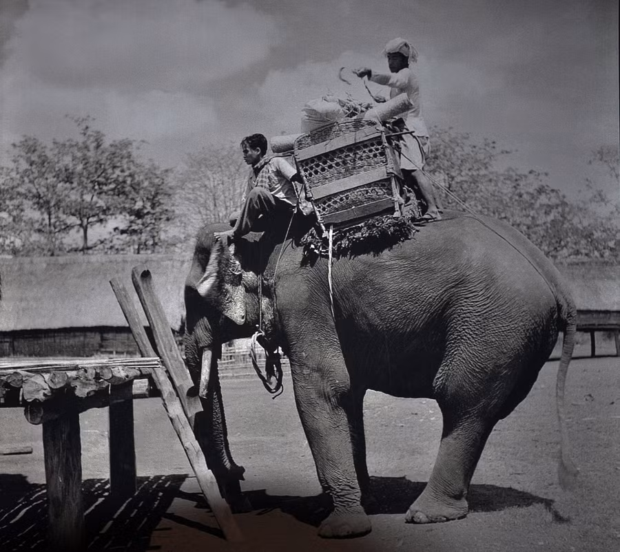 Voi là phương tiện vận chuyển giúp đồng bào miền núi đi xa buôn bán, trao đổi, hình thành “con đường muối”. Ảnh: Jean-Marie Duchange