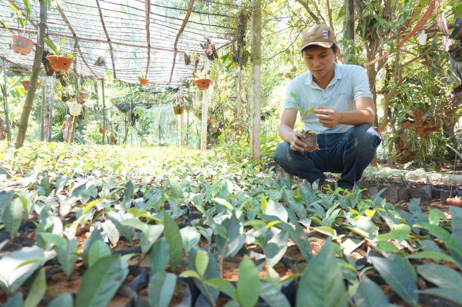 Anh Ngô Văn Chi đã rời bỏ công việc ở thành phố, để về quê đầu tư và khôi phục vùng chè An Bằng, xã Đại Thạnh (huyện Đại Lộc, tỉnh Quảng Nam).