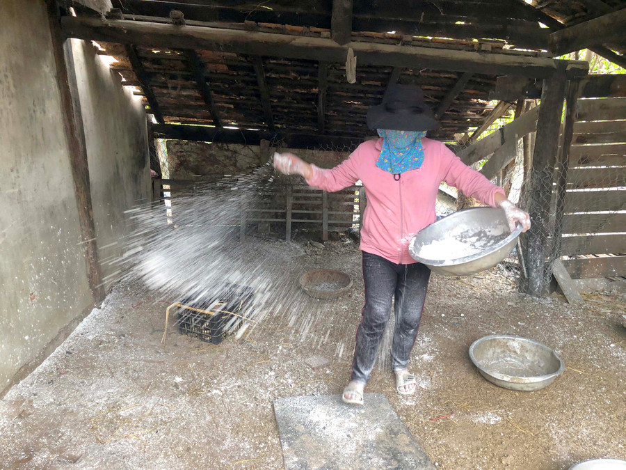 Người dân thôn 1, xã Kim Tân rắc vôi bột để khử trùng chuồng heo. Ảnh: Lê Nam 