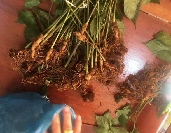  Số sâm bị Bình nhổ trộm - Ảnh: L.T.