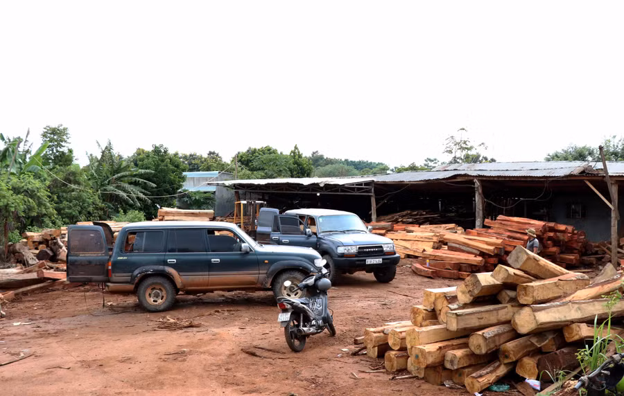 Các xe ô tô loại 7 chỗ ngồi chở gỗ về xưởng của DNTN Hùng Ny từ khu vực biên giới. Ảnh: Văn Ngọc