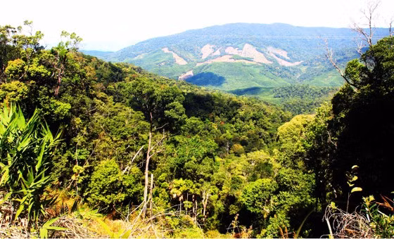 Dự án KWF9 tập trung vào phục hồi, quản lý rừng phòng hộ