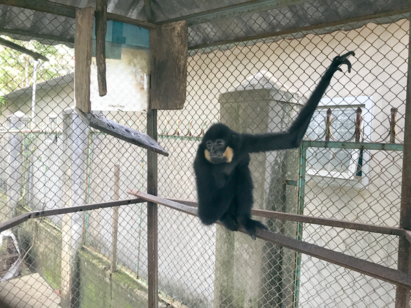 Cá thể vượn đen má vàng thuộc loài nguy cấp quý hiếm. Ảnh: Nguyễn Diệp 