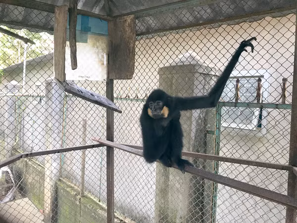 Cá thể vượn đen má vàng thuộc loài nguy cấp quý hiếm. Ảnh: Nguyễn Diệp 