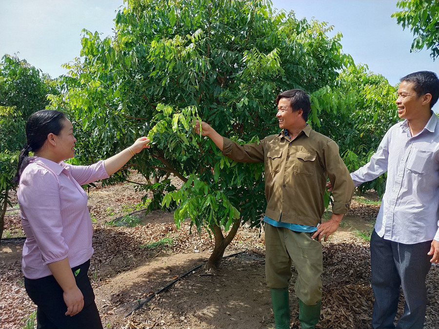 Anh Huỳnh Hữu Nghị-Giám đốc Hợp tác xã Nông nghiệp và Dịch vụ An Thành giới thiệu mô hình chuyển đổi đất trồng mía sang trồng cây ăn quả của thành viên hợp tác xã. Ảnh: Sơn Ca Anh Huỳnh Hữu Nghị-Giám đốc Hợp tác xã Nông nghiệp và Dịch vụ An Thành giới thiệu mô hình chuyển đổi đất trồng mía sang trồng cây ăn quả của thành viên hợp tác xã. Ảnh: S.C