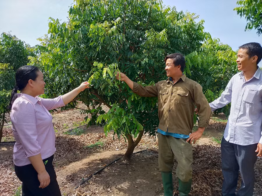  Anh Huỳnh Hữu Nghị-Giám đốc Hợp tác xã Nông nghiệp và Dịch vụ An Thành giới thiệu mô hình chuyển đổi đất trồng mía sang trồng cây ăn quả của thành viên hợp tác xã. Ảnh: S.C