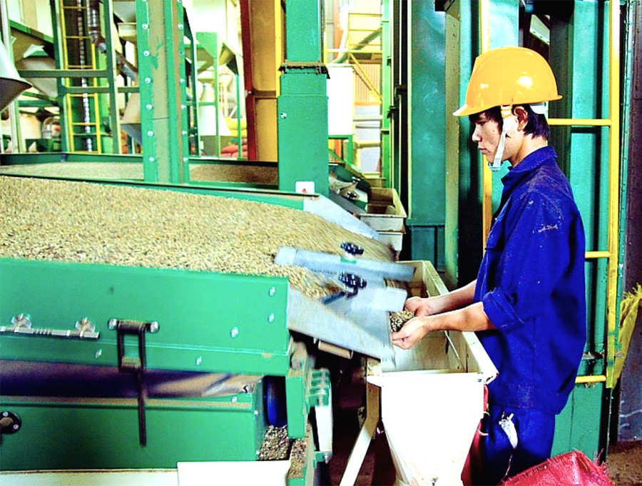 Công ty Vĩnh Hiệp sẽ bao tiêu sản phẩm cho nông dân. Ảnh: Hà Duy