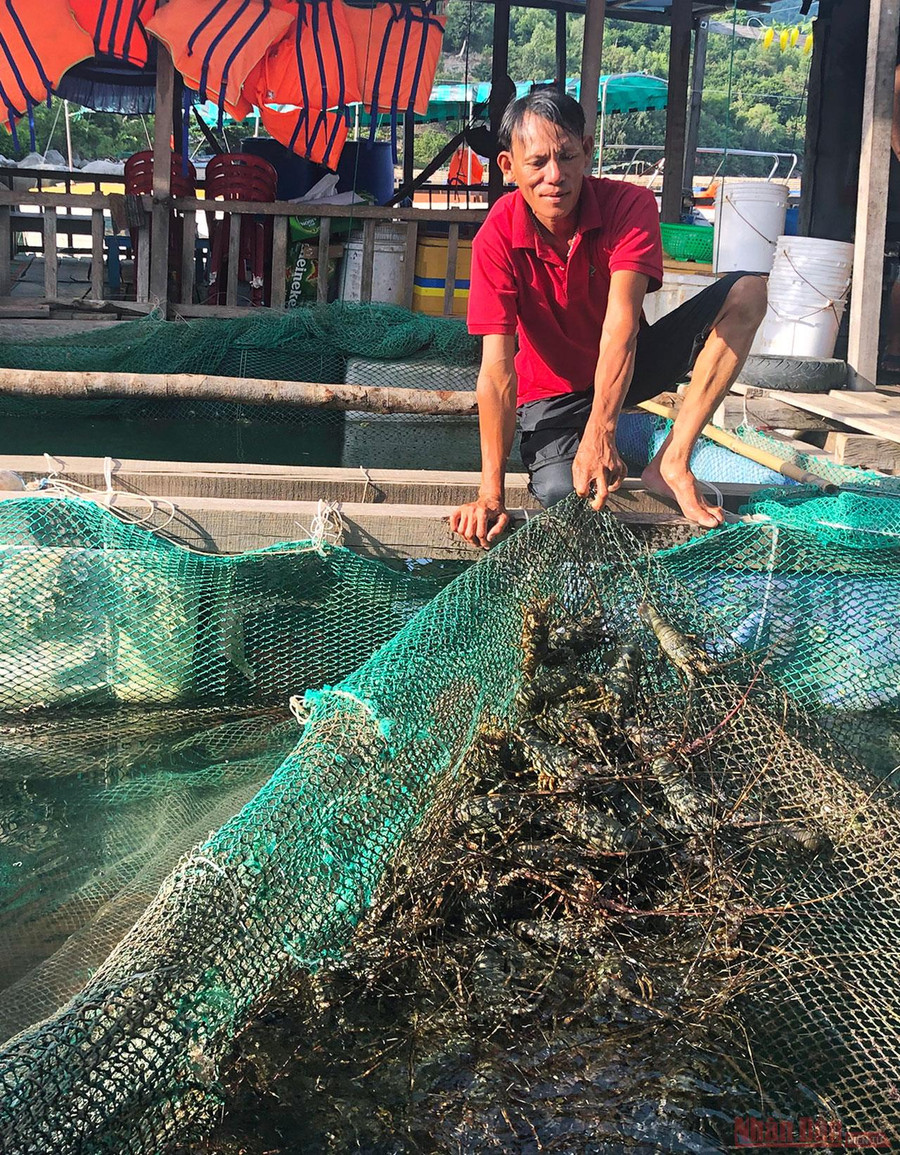 Trong vịnh Vũng Rô có nhiều loại hải sản được nuôi trồng tại bè như các loại cá, ghẹ, ốc, nhâm biển… và đặc biệt là tôm hùm. Trong vịnh Vũng Rô có nhiều loại hải sản được nuôi trồng tại bè như các loại cá, ghẹ, ốc, nhâm biển… và đặc biệt là tôm hùm.