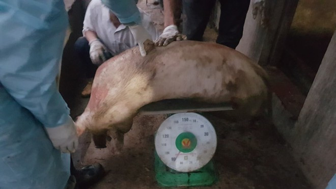 Bằng cách lập khống và chuyển lợn nhỏ thành lợn to, cán bộ thú y P.Phú Thứ đã chiếm đoạt hơn 200 triệu đồng tiền ngân sách - Ảnh Lê Tân Bằng cách lập khống và chuyển lợn nhỏ thành lợn to, cán bộ thú y P.Phú Thứ đã chiếm đoạt hơn 200 triệu đồng tiền ngân sách - Ảnh Lê Tân