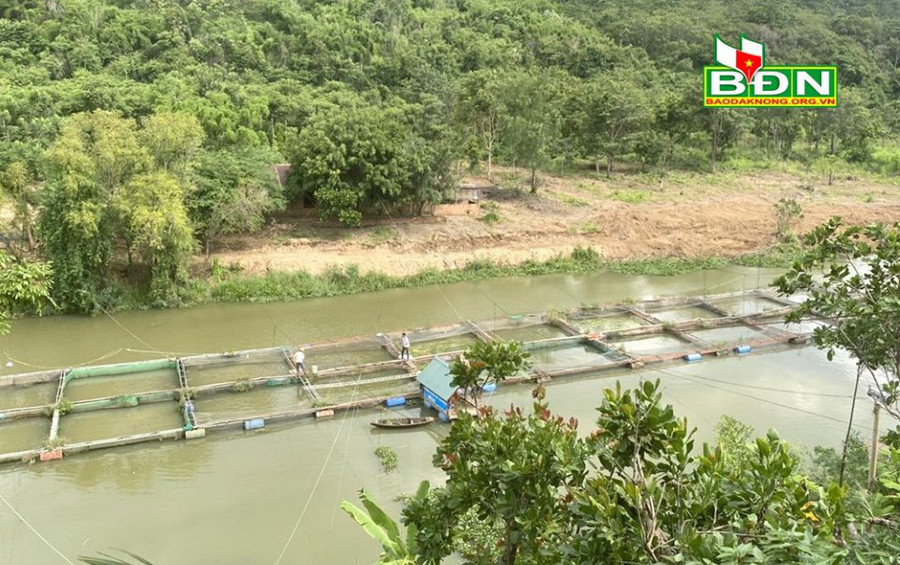 Gia đình ông Chung hiện có 20 lồng bè nuôi cá lăng đuôi đỏ-1 trong những loài cá đặc sản trên dòng sông chảy ngược-sông Sêrêpốk