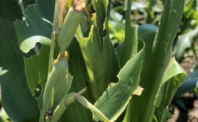 Sâu ngoại lai ăn gần 400ha ngô vụ Hè Thu của nông dân Đăk Lăk. 