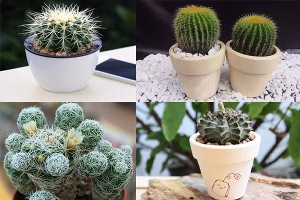 Giống như cây dây nhện, xương rồng được xem như một chiếc máy lọc khí mini hoạt động hiệu quả. Đồ họa: Phan Anh