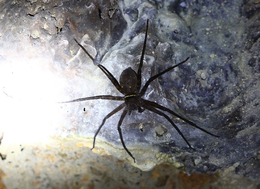 Trong hang có nhiều loại côn trùng và động vật sinh sống. Ảnh: Dương Giang/TTXVN Trong hang có nhiều loại côn trùng và động vật sinh sống. (Ảnh: Dương Giang/TTXVN)